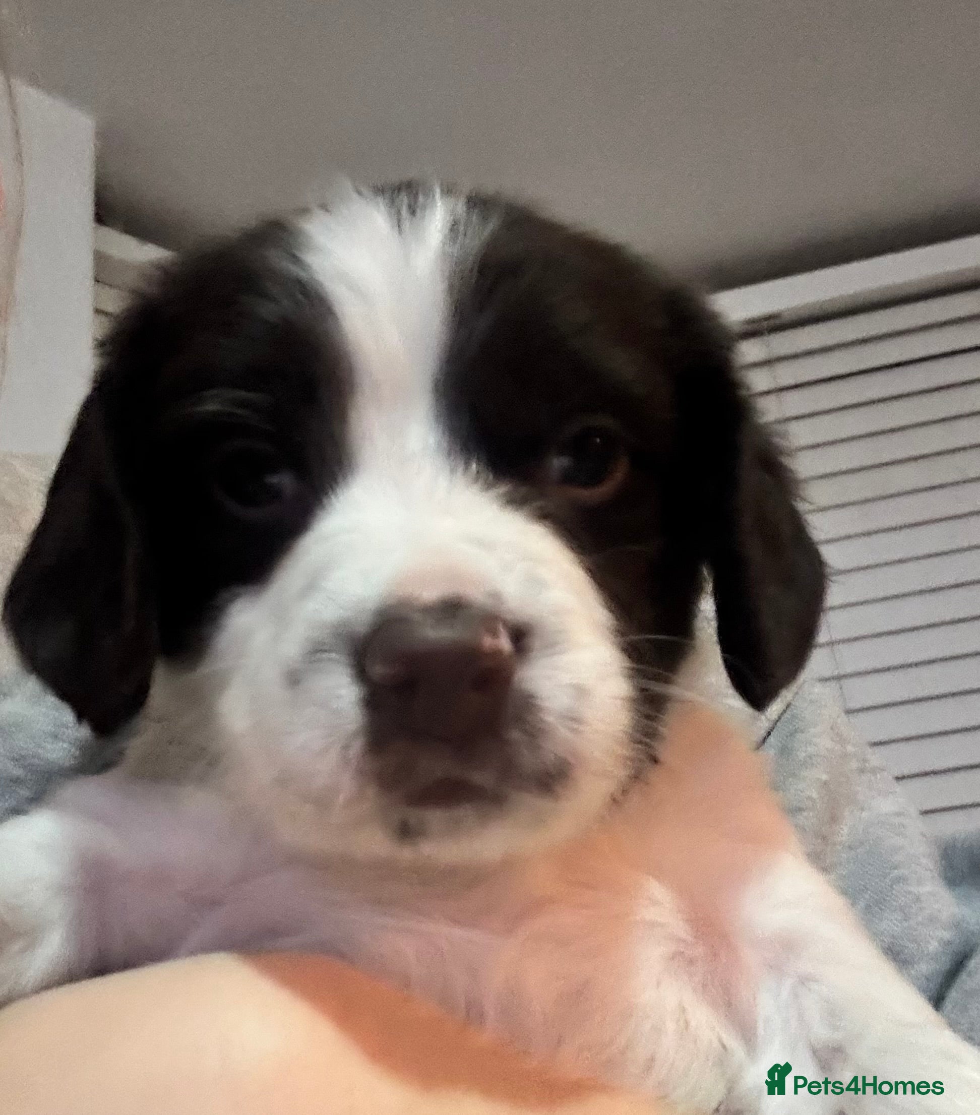 Sprocker dogs for sale: Beautiful sprocker pups for sale  - Advert 12