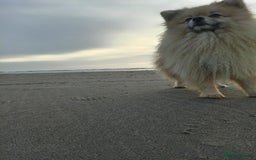 Pomeranian dogs for stud: Pomeranian Stud - Image 7