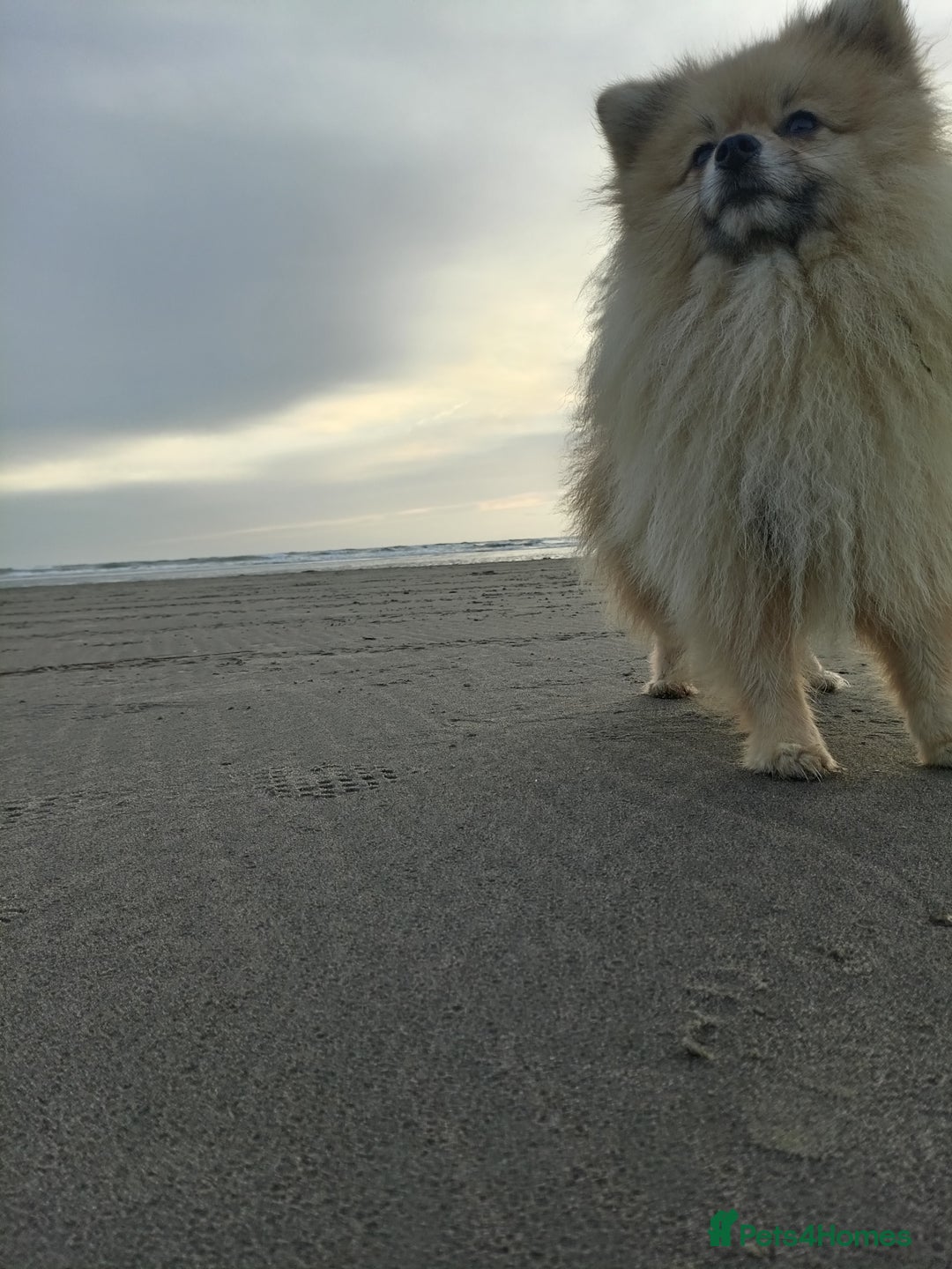 Pomeranian dogs for stud: Pomeranian Stud - Image 7