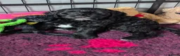 Sheepadoodle dogs for sale: (last girl) ❤️ F1 OES x Standard POODLE - Advert 31