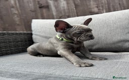 French Bulldog dogs for sale: French Bulldog Puppies–4 Girls & 2 Boys READY NOW  in Walton-on-Thames - Image 12