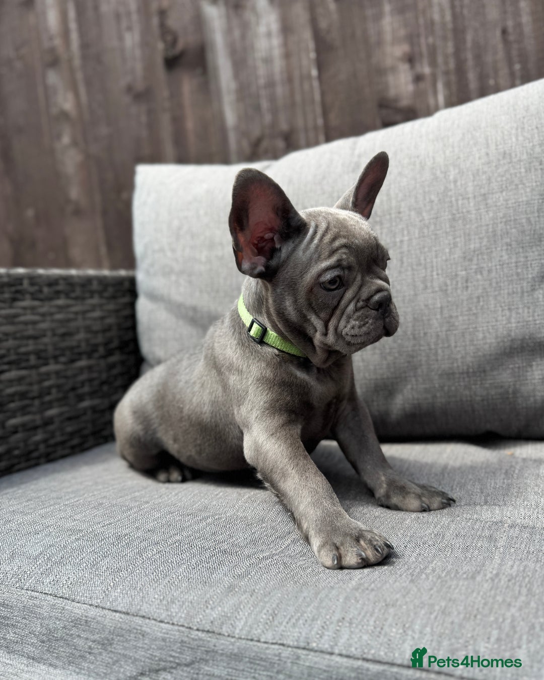 French Bulldog dogs for sale: French Bulldog Puppies–4 Girls & 2 Boys READY NOW  in Walton-on-Thames - Image 12