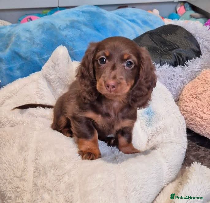 Miniature Dachshund dogs Miniature dachshund girl - Advert 2