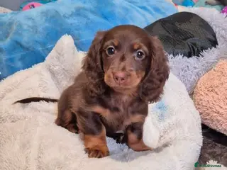 Miniature Dachshund dogs Miniature dachshund girl - Advert 1
