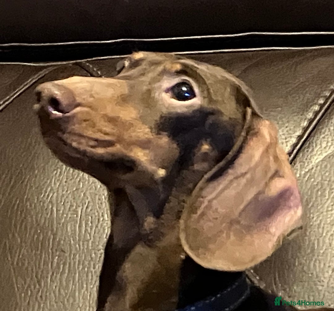 Miniature Dachshund dogs for stud: kc reg.. fully health tested miniature dachshund in Wrexham - Advert 12