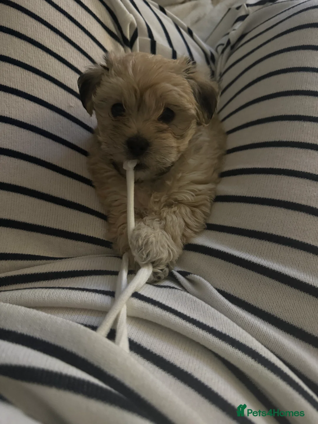 Lhasa Apso dogs for sale: READY NOW 2 beautiful lhatese boy pups  - Advert 13