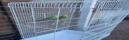 Budgerigars birds for sale: Selling Buggies  parrots with cage & Acessories. - Advert 1