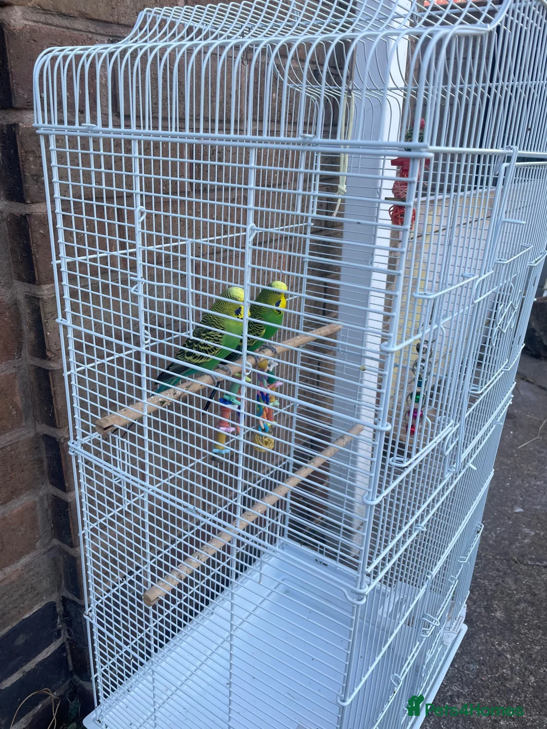 Budgerigars birds for sale: Selling Buggies  parrots with cage & Acessories. - Advert 1