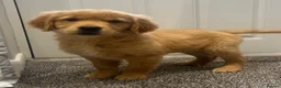 Golden Retriever dogs for sale: Beautiful KC Golden Retriver Puppies  - Advert 3