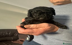 Cockapoo dogs for sale: Black female cockerpoo - Advert 1