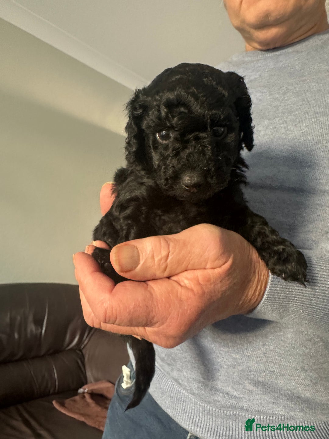 Cockapoo dogs for sale: Black female cockerpoo - Advert 1