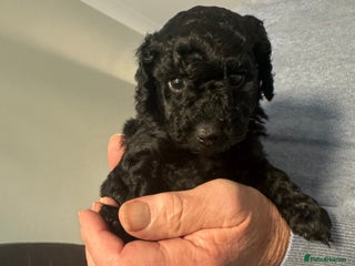 Cockapoo dogs Black female cockerpoo - Advert 2