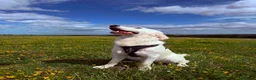 Golden Retriever dogs for stud: Beautiful KC golden retriever for stud in Gateshead - Advert 4