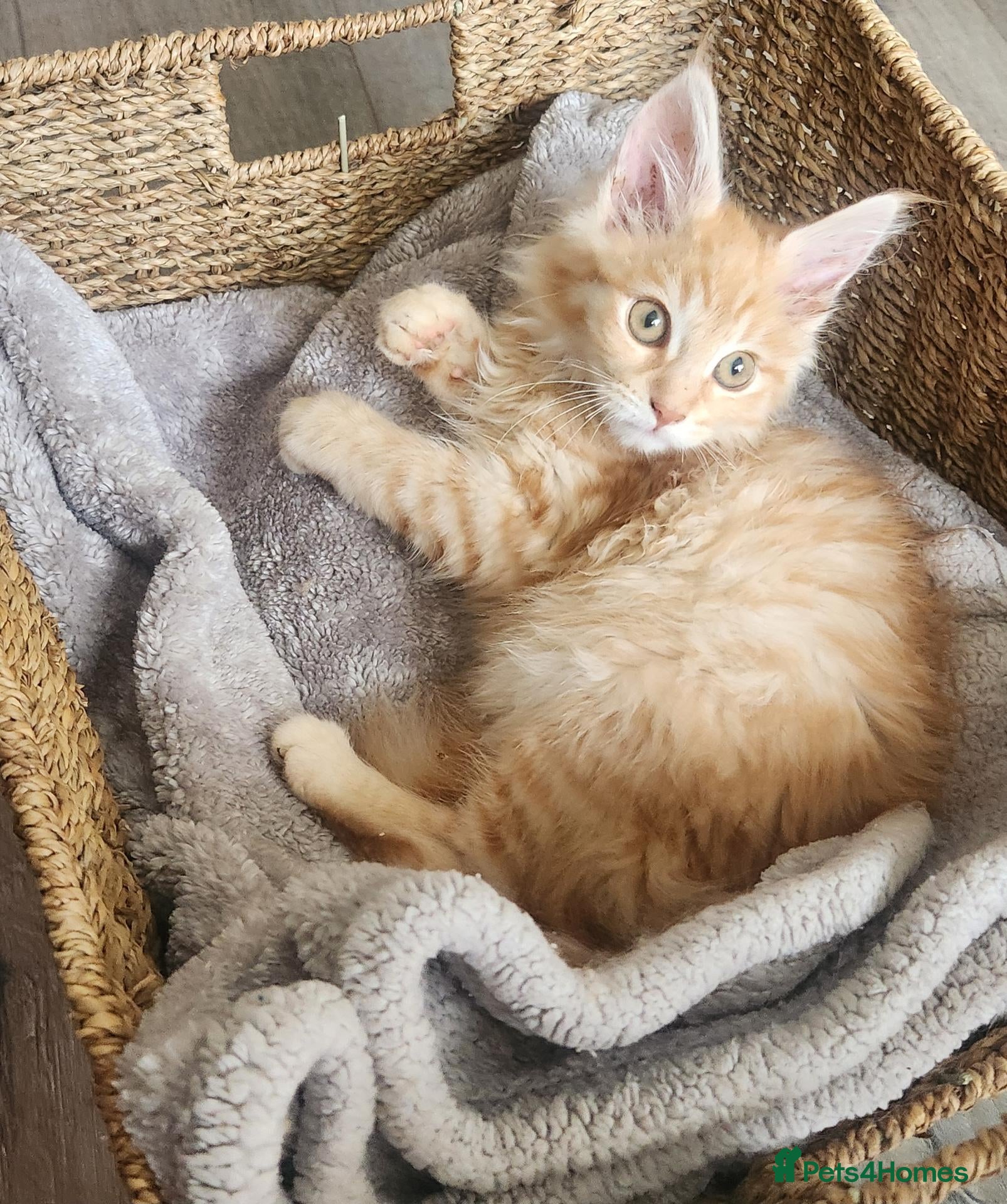Maine Coon cats for sale: Maine Coon ginger girl Ready Now!!  - Advert 22