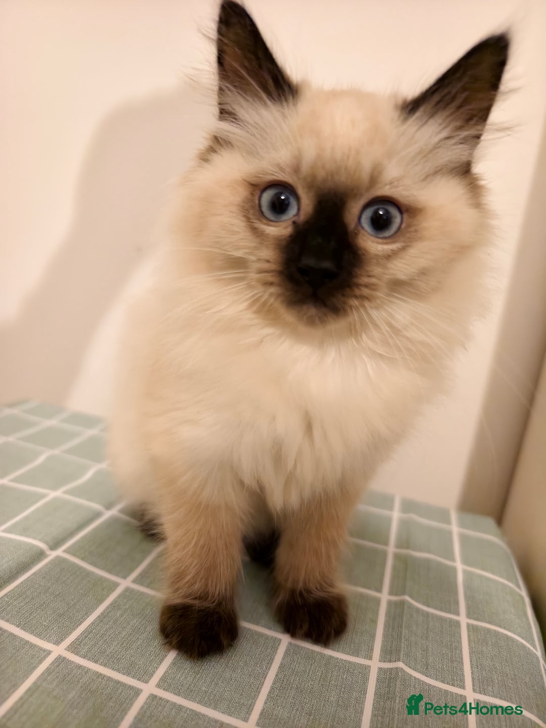 Ragdoll cats for sale: Beautiful Seal Point Ragdoll Kittens – for sale - Advert 18