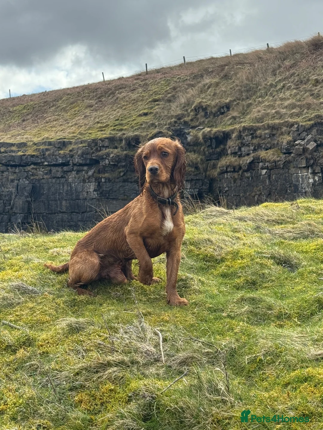Cocker Spaniel dogs for stud: Stud dog proven - Advert 3