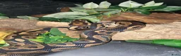 Python Snake reptiles for sale: 2 1/2yo Wild type X (confusion) royal python . - Advert 1