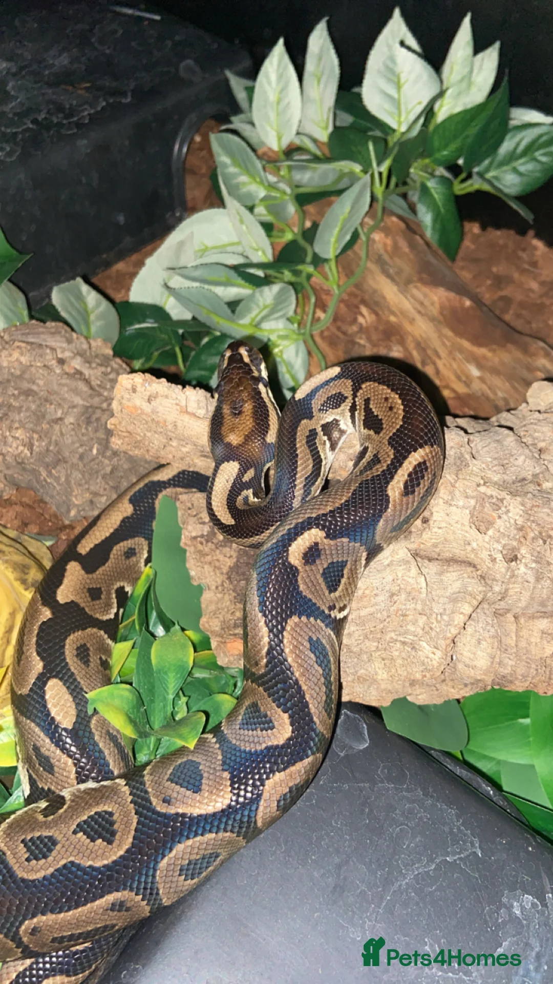 Python Snake reptiles for sale: 2 1/2yo Wild type X (confusion) royal python . - Advert 1