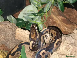 Python Snake reptiles 2 1/2yo Wild type X (confusion) royal python . - Advert 1