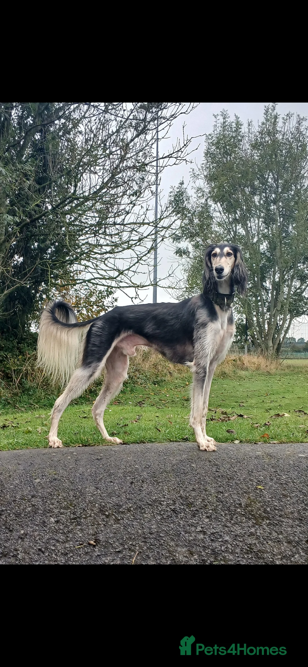 Saluki dogs for stud: Kc reg pure saluki  - Advert 7