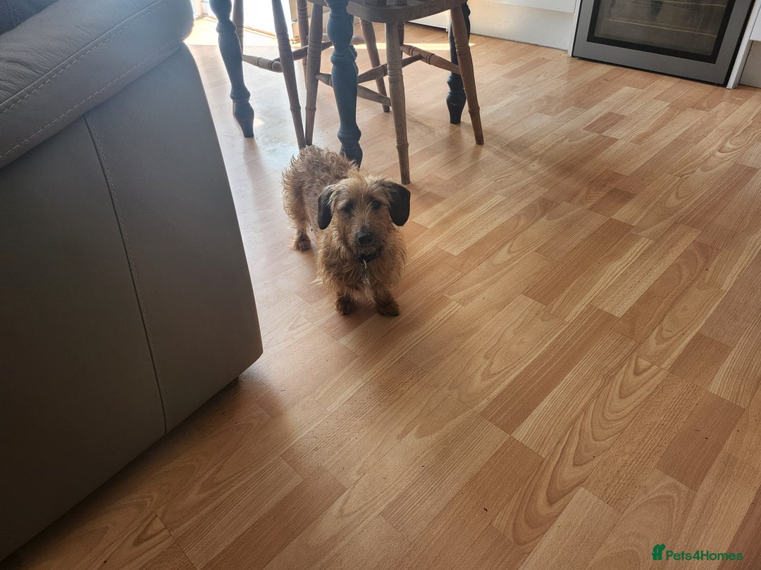 Miniature Dachshund dogs for sale: Mini Wirehaired Dachound female  - Image 1