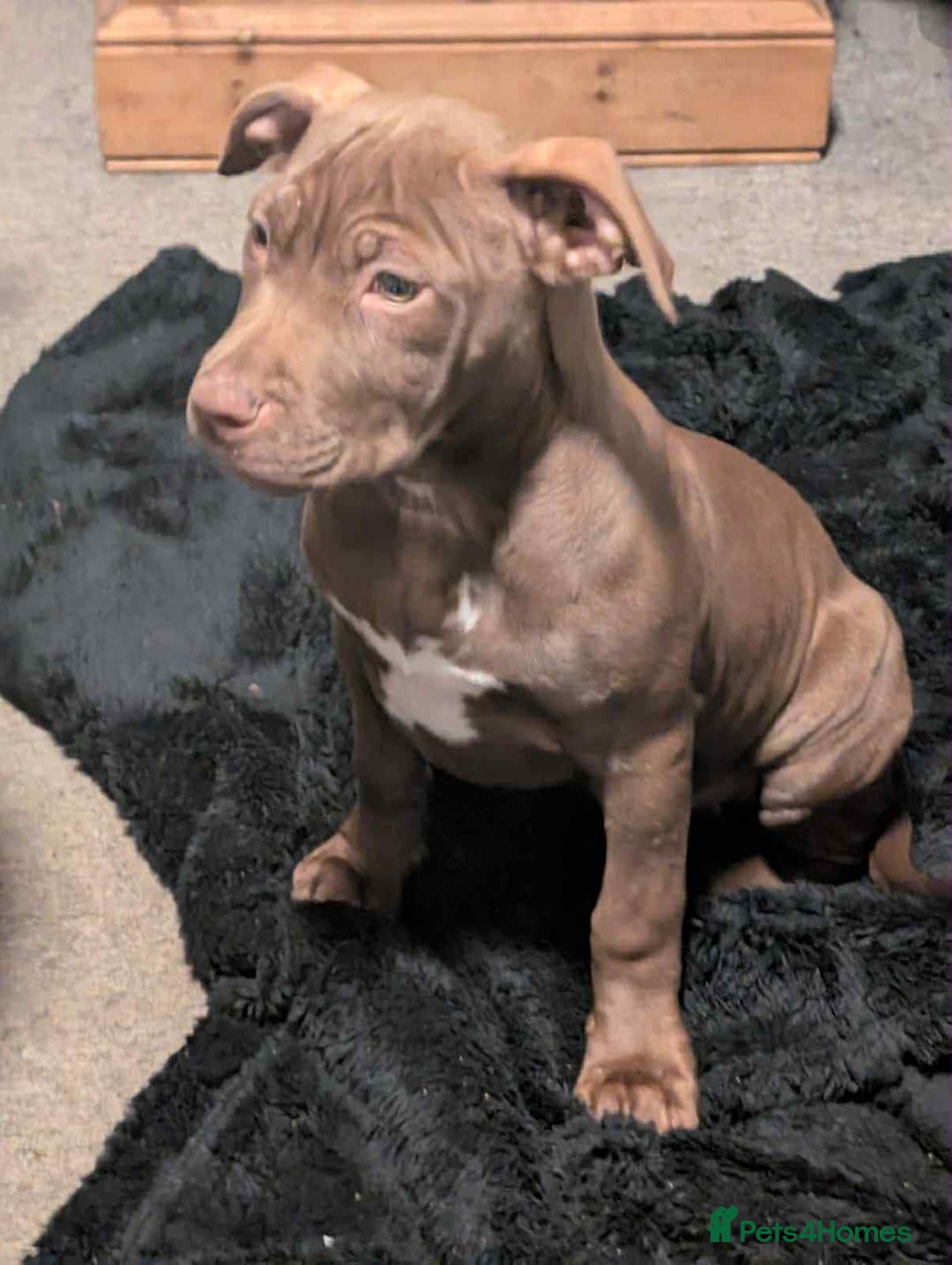 Mixed Breed dogs for sale: Bully cross puppy - Advert 8