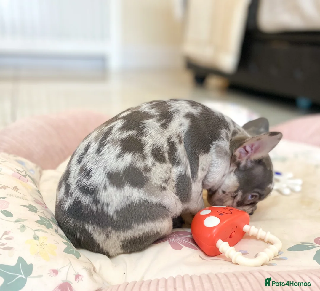 French Bulldog dogs for sale: NEWSHADE ISABELLA AND MERLE FRENCH BULLDOGS - Advert 28