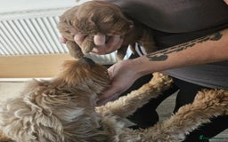 Cockapoo dogs for sale: F1B Cockapoo puppies - Image 3