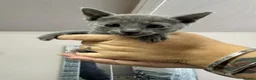 Russian Blue cats for sale: PURE BREED Russian Blue Kittens READY NOW! - Advert 4
