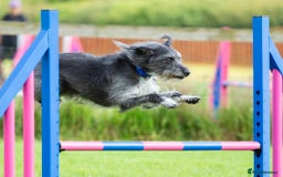 Whippet dogs for sale: Whippet Lurcher - Image 5