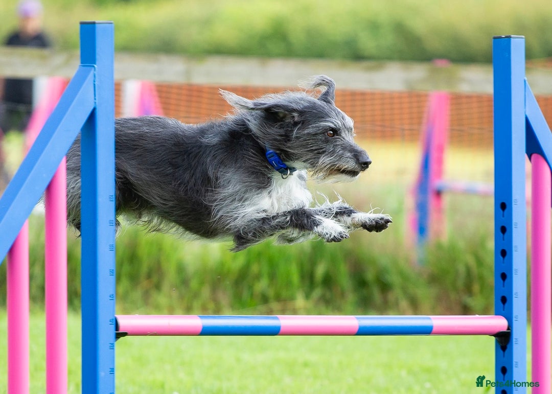 Whippet dogs for sale: Whippet Lurcher - Image 5