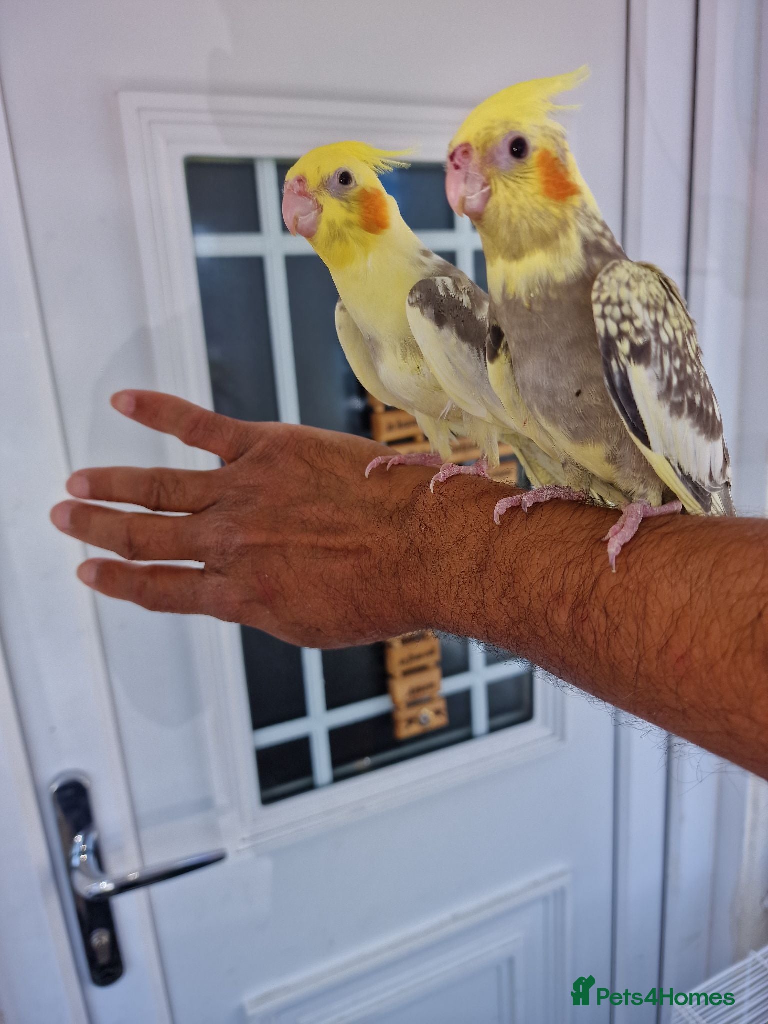 Cockatiels birds Super silly tamed baby cockatiels  - Advert 5
