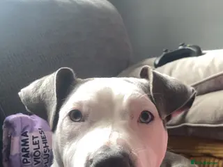 Mixed Breed dogs 6 month old - Advert 4