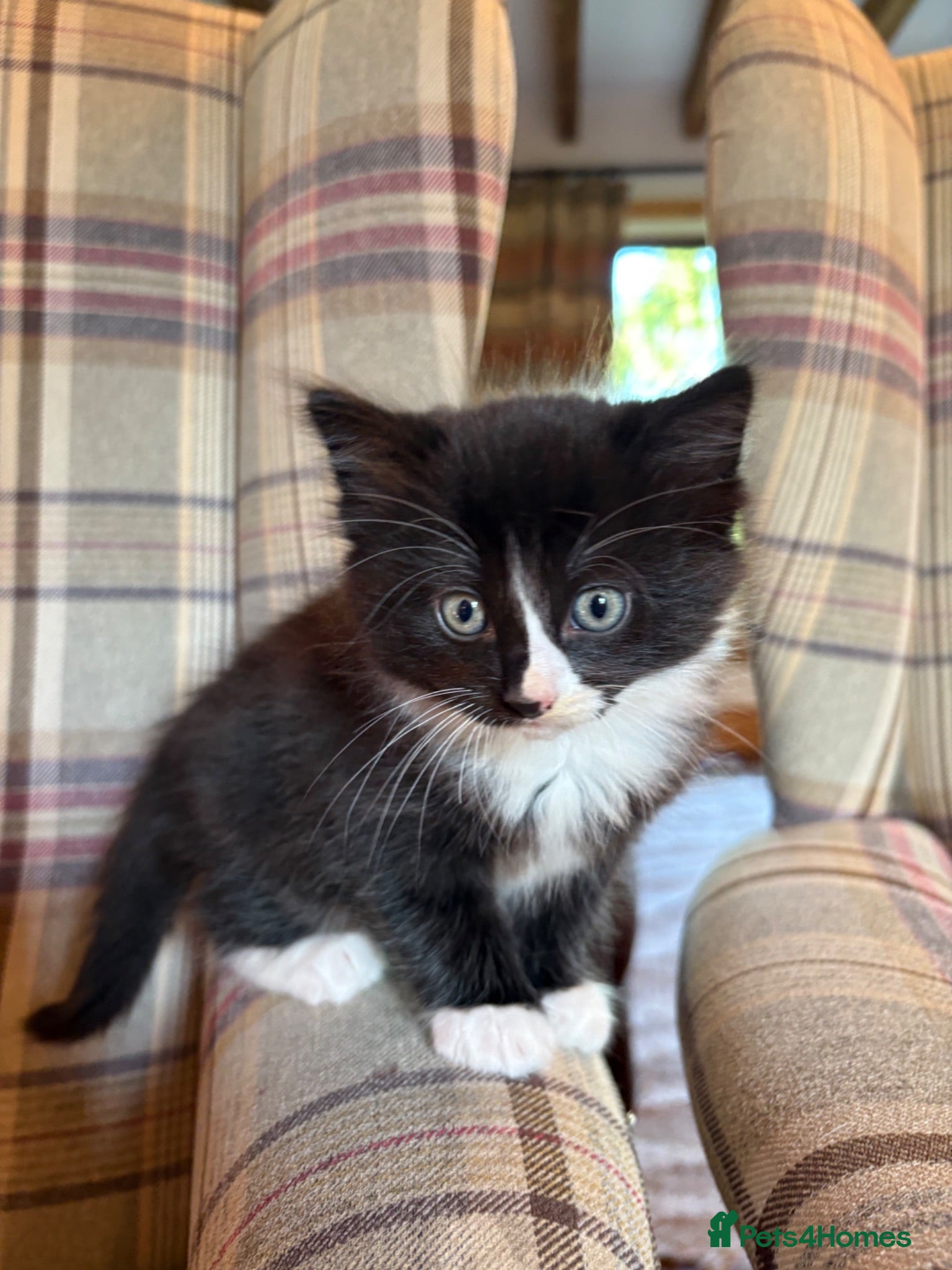 Mixed Breed cats Beautiful kittens looking for their family  - Advert 10