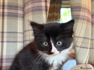 Mixed Breed cats Beautiful kittens looking for their family - Advert 2