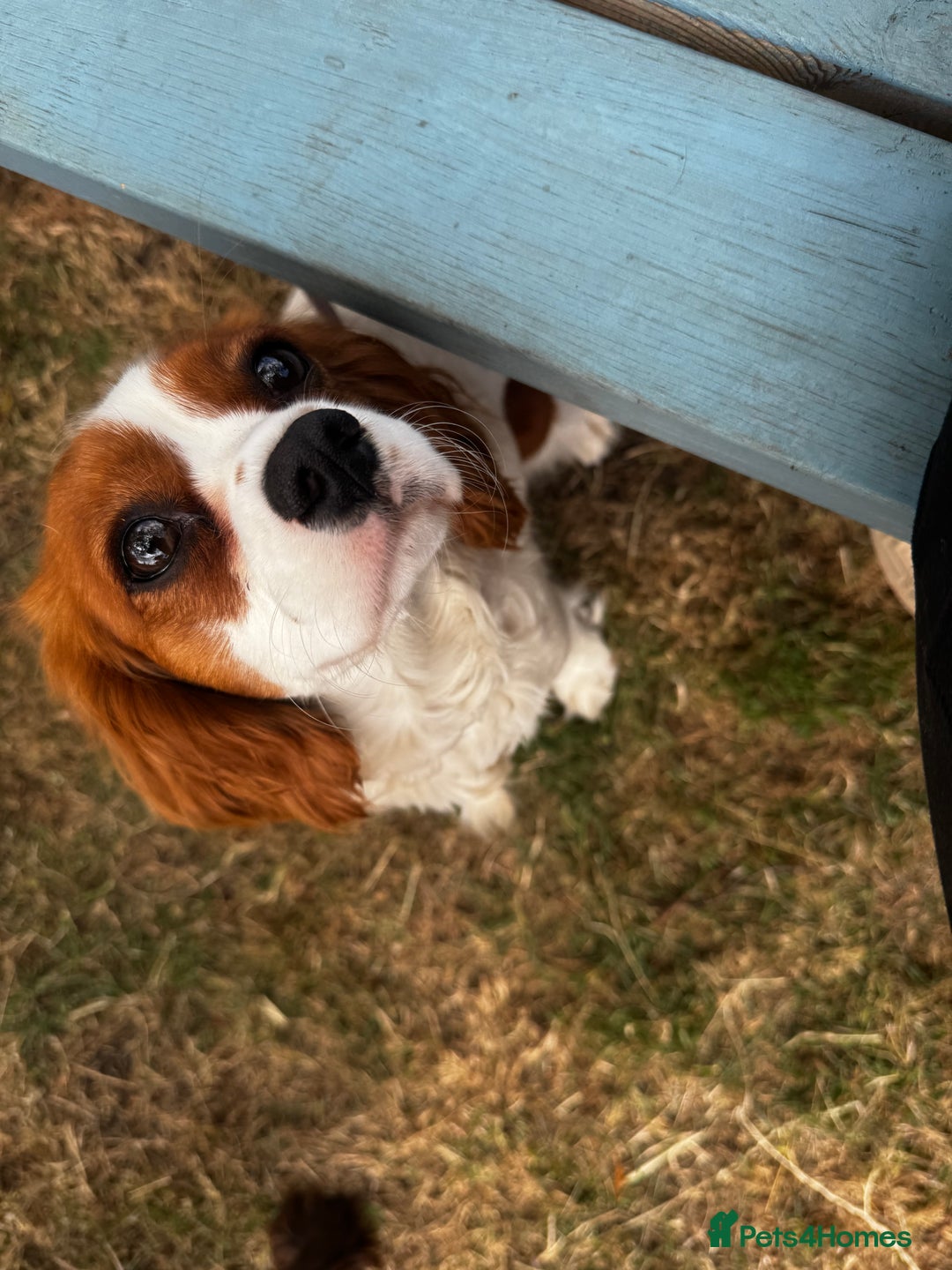 Cavapoo dogs for sale: Red Cavapoo Puppies 4 males 1 female Left - Image 20