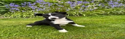 Border Collie dogs for sale: Collie pups  - Advert 2