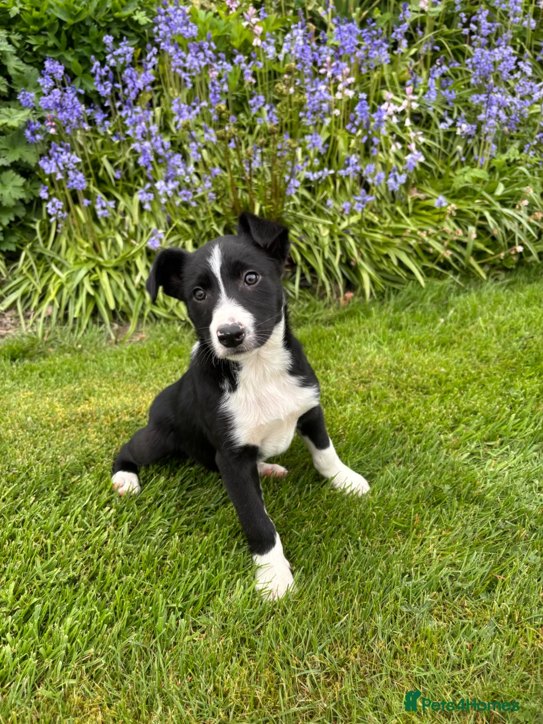 Border Collie dogs for sale: Collie pups  - Advert 2