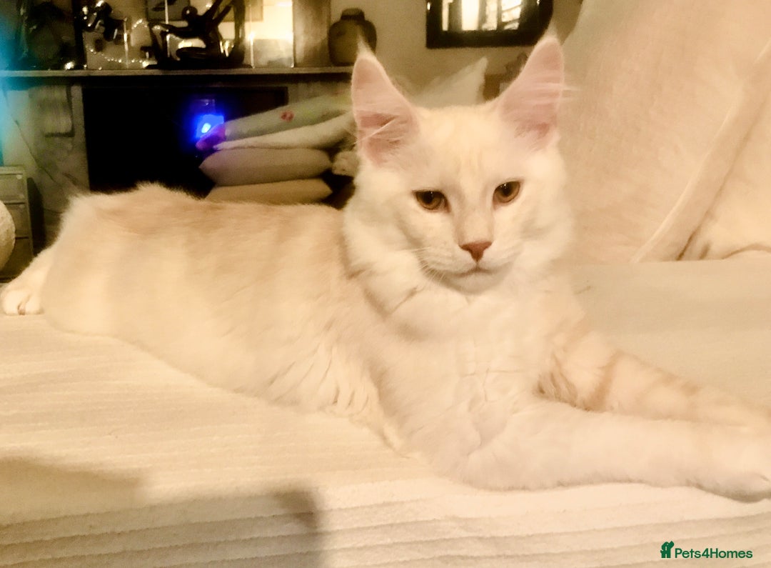 Maine Coon cats for sale: *REDUCED* Beautiful GCCF Pedigree Maine Coons in Torquay - Image 12