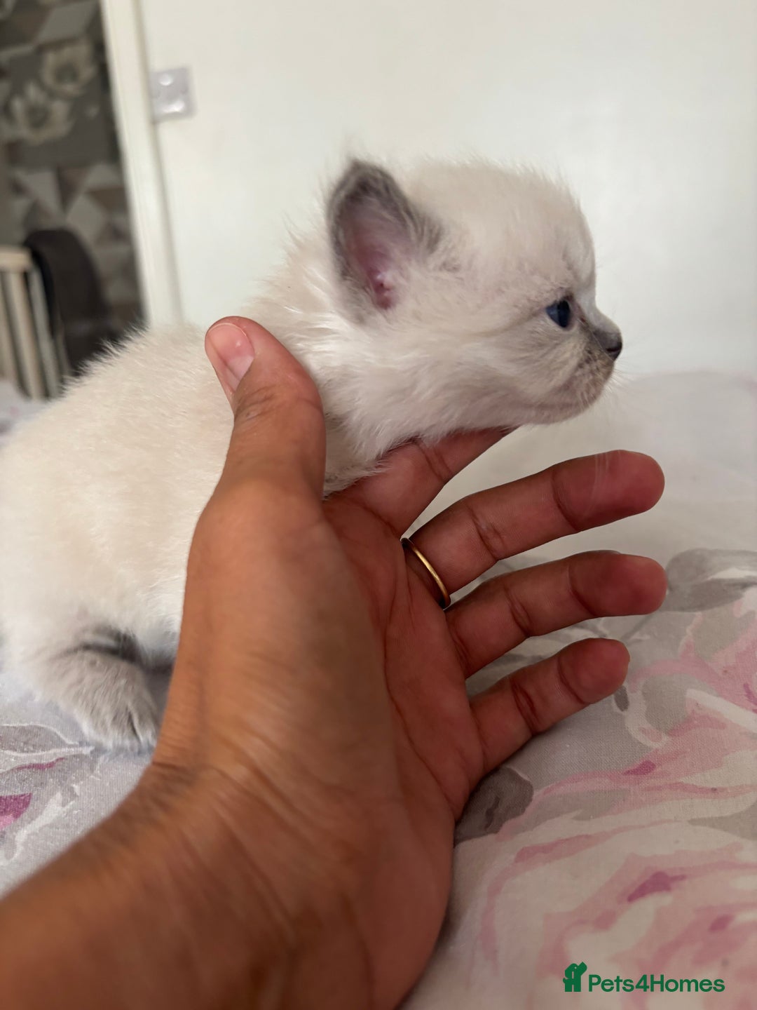 Ragdoll cats for sale: Purebred bluepoint ragdolls - Image 19