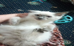 Ragdoll cats for sale: Pedigree Ragdolls for sale £495 - Image 25