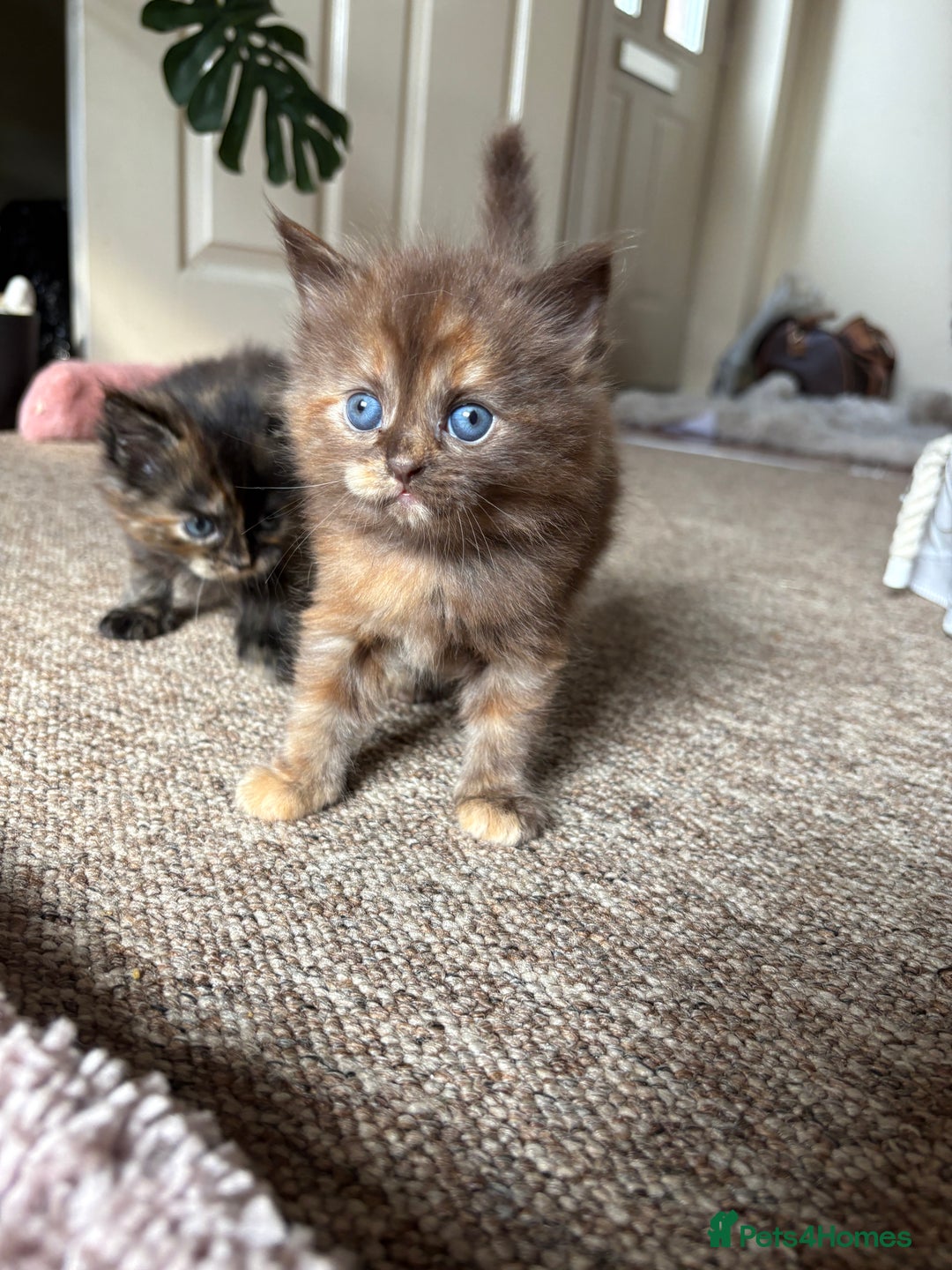 Maine Coon cats for sale: KITTENS FOR SALE - Image 4