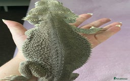 Bearded Dragon reptiles for sale: Zero morph  - Advert 2