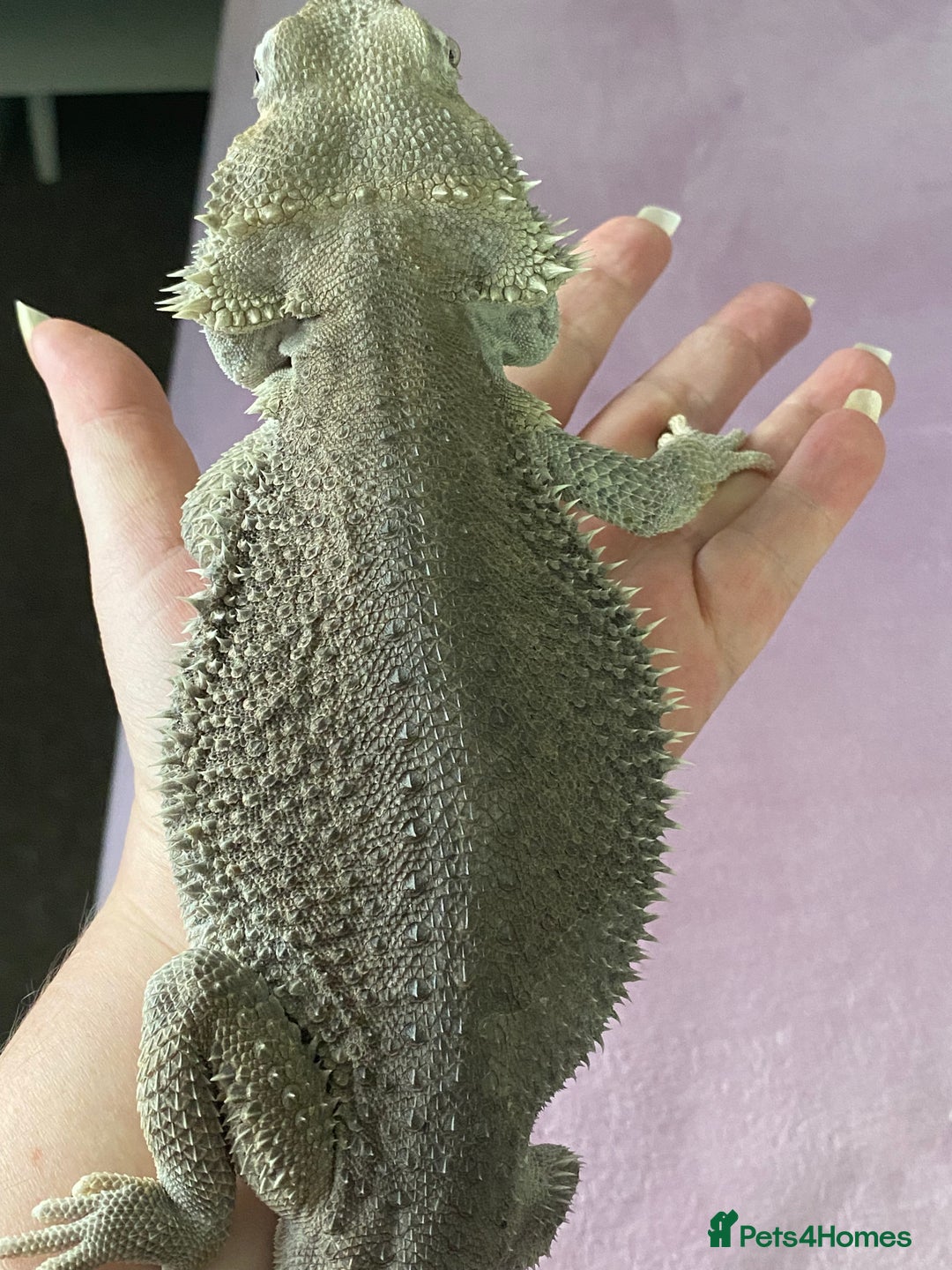 Bearded Dragon reptiles for sale: Zero morph  - Advert 2