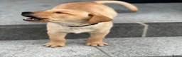 Labrador Retriever dogs for sale: 2 male Labradors - Advert 4