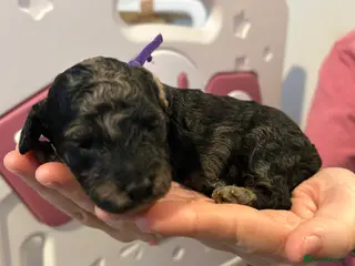 Miniature Poodle dogs Beautiful Merle Miniature Poodles - Advert 2