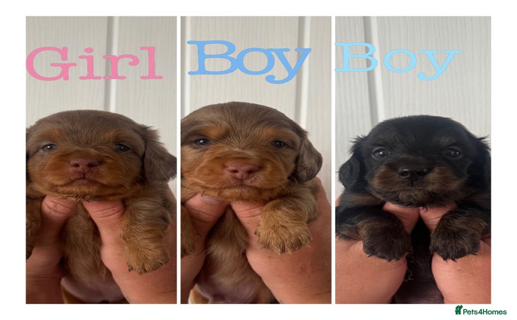 Miniature Dachshund dogs - Advert 8
