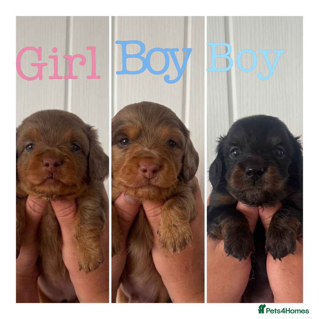 Miniature Dachshund dogs for sale: 3 Beautiful miniature longhair dachshund puppies - Image 2