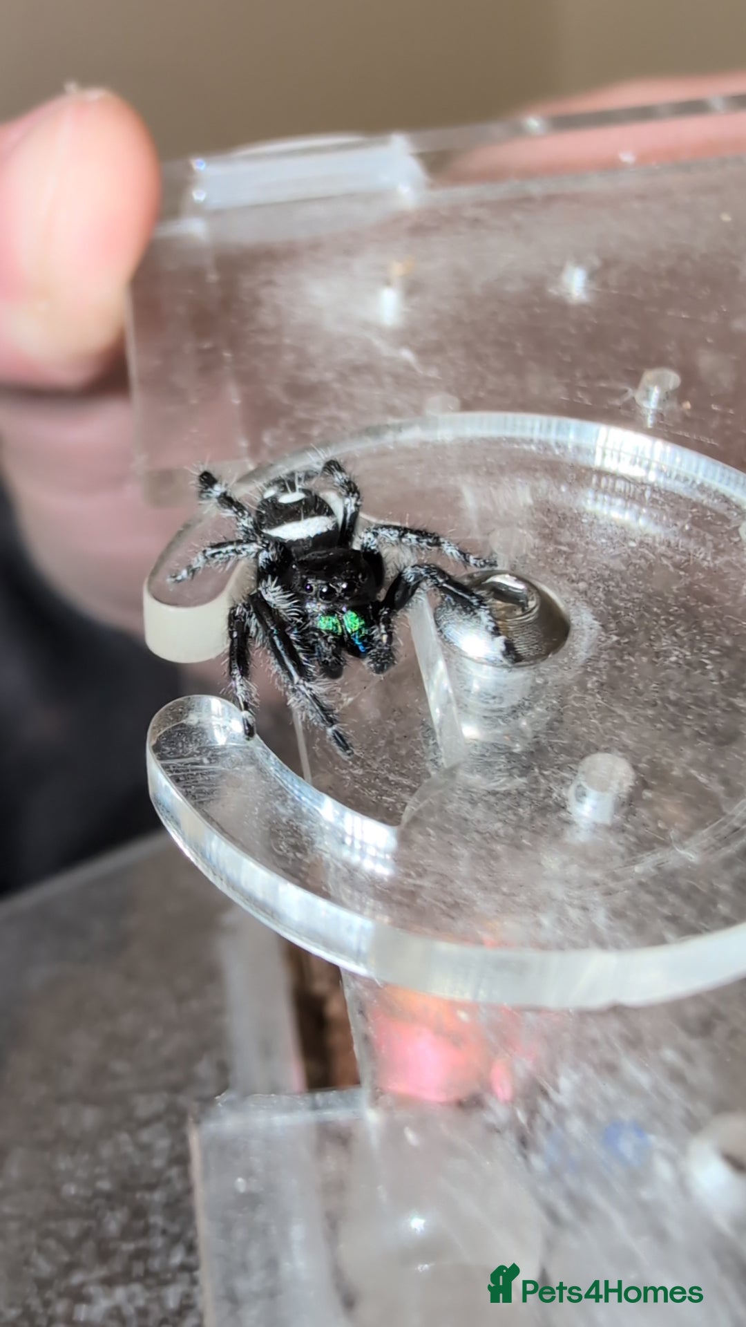 Spiders invertebrates for sale: SOLD. Phidippus Regius Male jumping spider  - Image 3