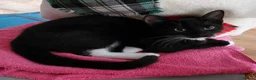 Domestic Shorthair cats for adoption: Cheddar & Brie, 4 month old kitten pair - Advert 6